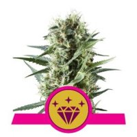 (Bild für) Special Kush #1 feminized
