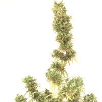 (Bild für) Special Original Haze