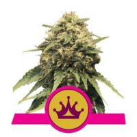 (Bild für) Special Queen #1 feminized