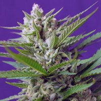 (Bild für) Speed Devil Auto fem