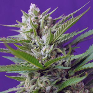 (Bild für) Speed Devil Auto fem