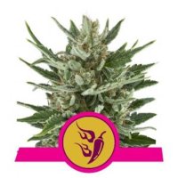 (Bild für) Speedy Chile feminized