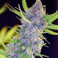 (Bild für) Spliff Strawberry 5 fem