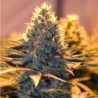 (Bild für) Spliff Stilton (Cheese) 5 fem