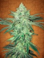 (Bild für) Stardawg Auto fem