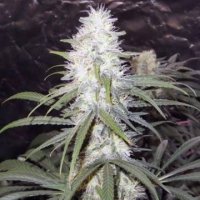 (Bild für) Sterling Haze