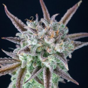 (Bild für) Strawberry Banana Auto fem