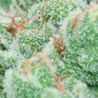 (Bild für) Strawberry Banana Cheese 5 fem