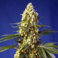 (Bild für) Strawberry Banana Gelato XL Auto fem