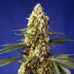 (Bild für) Strawberry Banana Gelato XL Auto fem