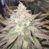 (Bild für) Strawberry Banana Grape female