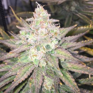 (Bild für) Strawberry Banana Grape female