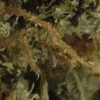 (Bild für) Strawberry Banana Zkittlez 5 reg