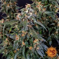 (Bild für) Strawberry Cheesecake [Auto]