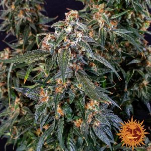 (Bild für) Strawberry Cheesecake [Auto]