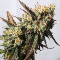 (Bild für) Strawberry Chemdawg OG
