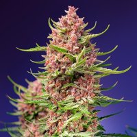 (Bild für) Strawberry Cola Sherbet F1 Fast Version fem