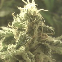 (Bild für) Strawberry Cough Autoflower fem