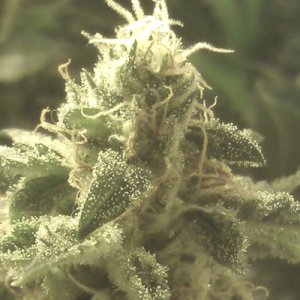 (Bild für) Strawberry Cough Autoflower fem