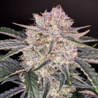 (Bild für) Strawberry Gorilla Auto fem