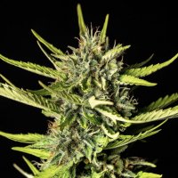 (Bild für) Strawberry Haze Auto female