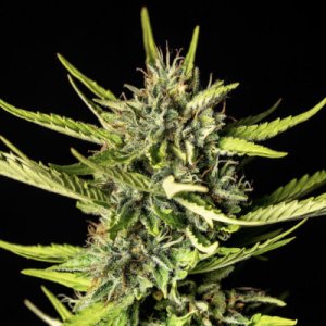(Bild für) Strawberry Haze Auto female