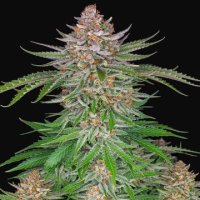 (Bild für) Strawberry Pie Auto fem