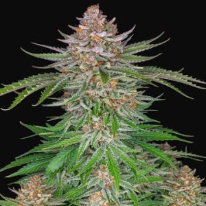 (Bild für) Strawberry Pie Auto fem