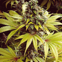 (Bild für) Strawberry Fields aka D-Lite 5 fem