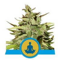 (Bild für) Stress Killer Automatic feminized