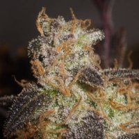 (Bild für) Sugar Haze