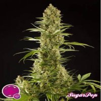 (Bild für) Sugarpop fem