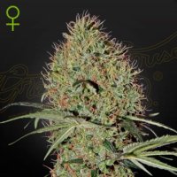 (Bild für) Super Bud Auto female