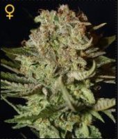(Bild für) Super Bud female