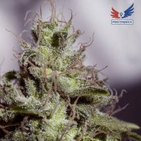 (Bild für) Supercheese Express fem