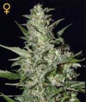 (Bild für) Super Critical Auto female