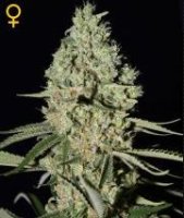(Bild für) Super Critical female