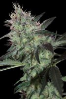 (Bild für) Super Diesel 5 fem