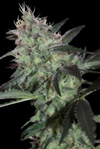 (Bild für) Super Diesel 5 fem