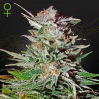 (Bild für) Super Lemon Haze Auto female