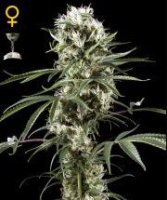 (Bild für) Super Lemon Haze female