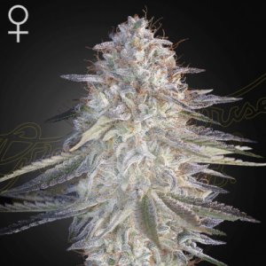 (Bild für) Super Lemon Haze x Pink Candy female