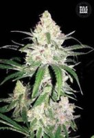 (Bild für) Special Lime Haze female