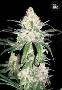 (Bild für) Special Lime Haze female