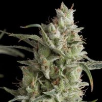 (Bild für) Super OG Kush female