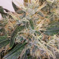 (Bild für) Super Panama Haze