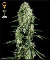 (Bild für) Super Silver Haze female