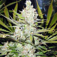 (Bild für) Super Silver Haze