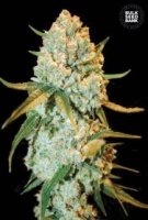 (Bild für) Special Crystal Haze female