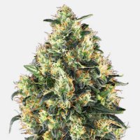 (Bild für) Super Skunk Automatic